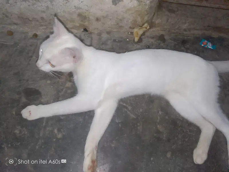 cat for sale — photo 3