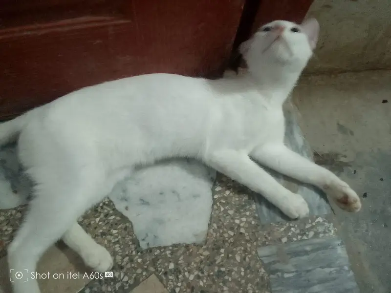 cat for sale — photo 4