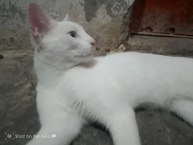 cat for sale — photo 5