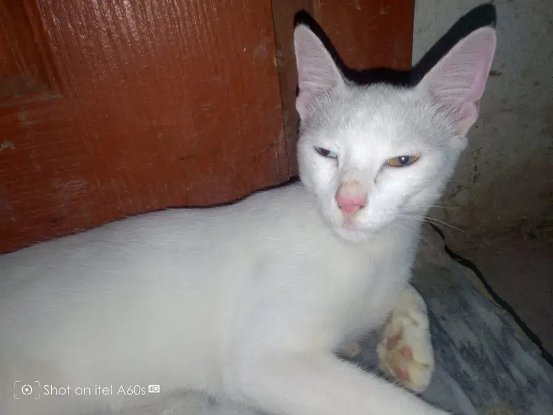 cat for sale — photo 6
