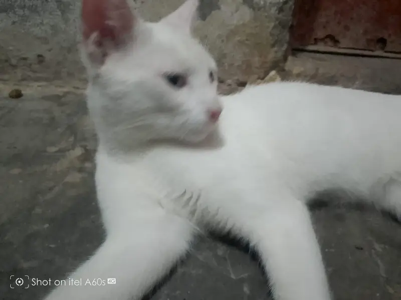 cat for sale — photo 7
