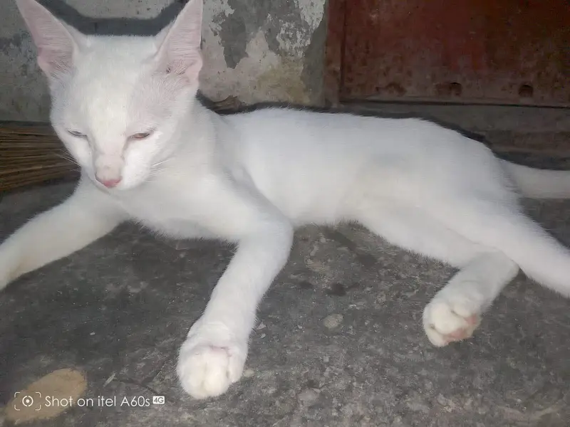 cat for sale — photo 8