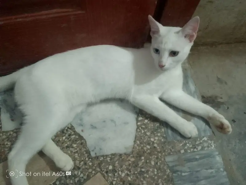 cat for sale — photo 9