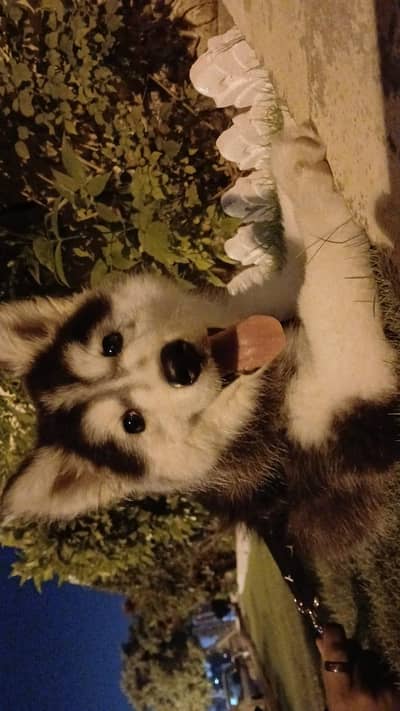 Siberian husky puppy for sale