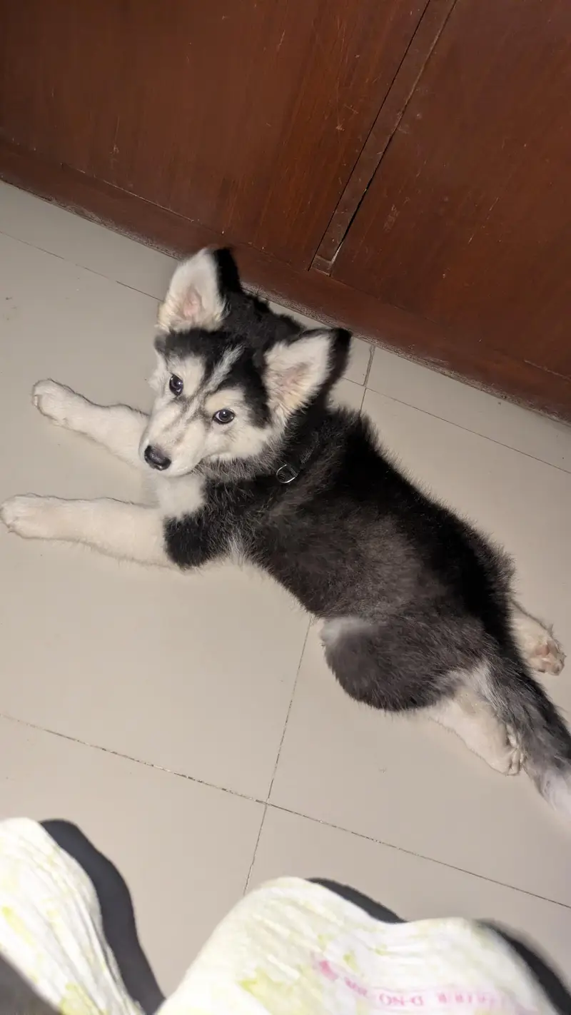 Siberian husky puppy for sale — photo 2