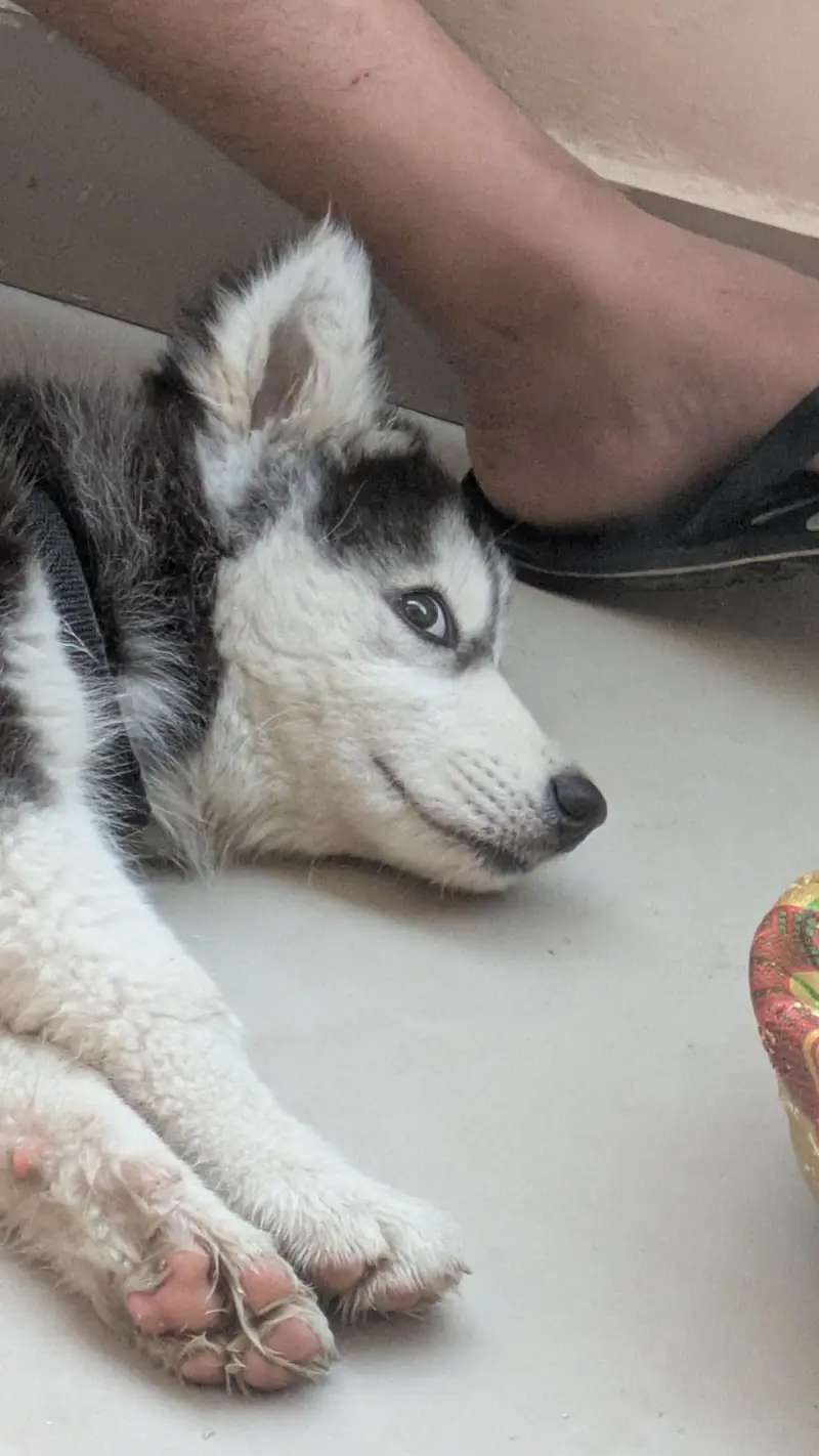 Siberian husky puppy for sale — photo 3