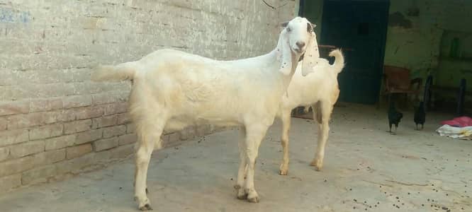 Gabban bakri