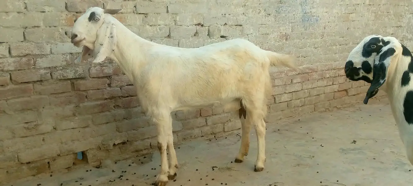 Gabban bakri — photo 2