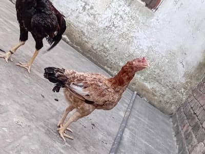 Aseel mianwali murgi for sale
