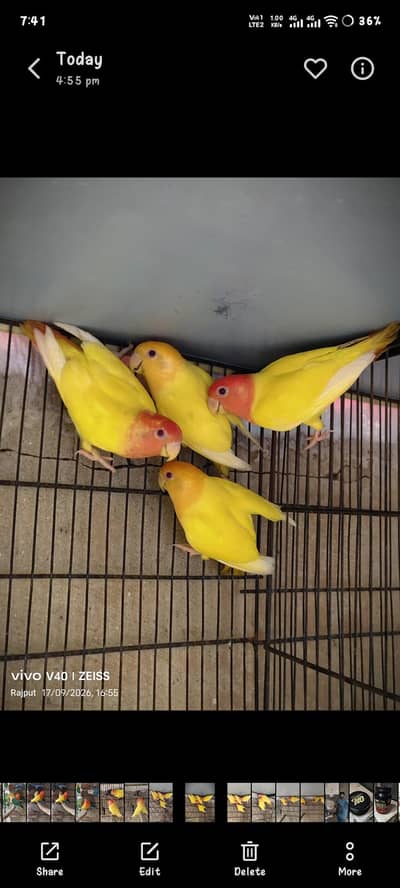 TOP QUALITY BIRDS
