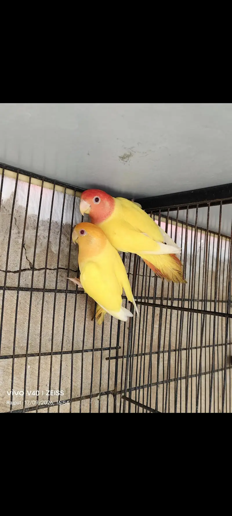 TOP QUALITY BIRDS — photo 2