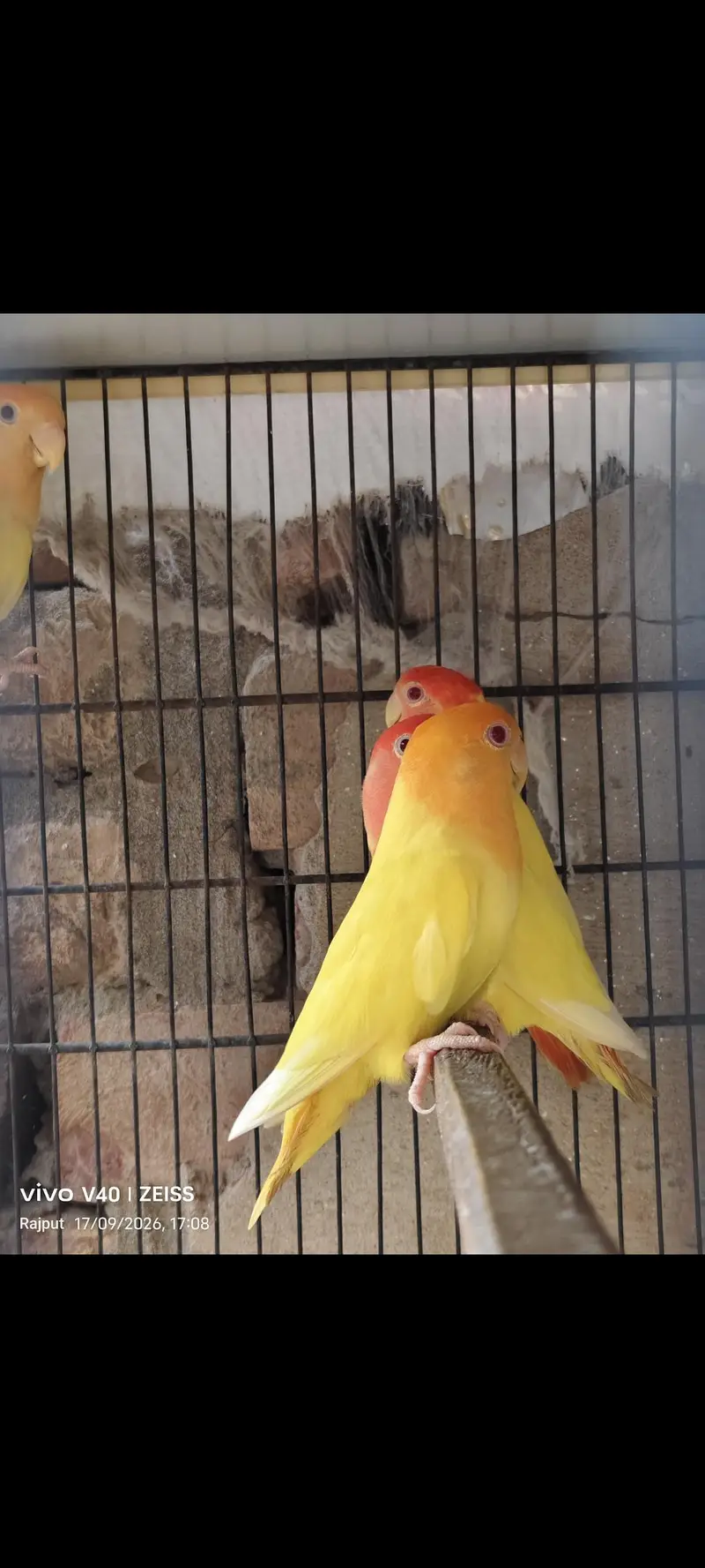 TOP QUALITY BIRDS — photo 3