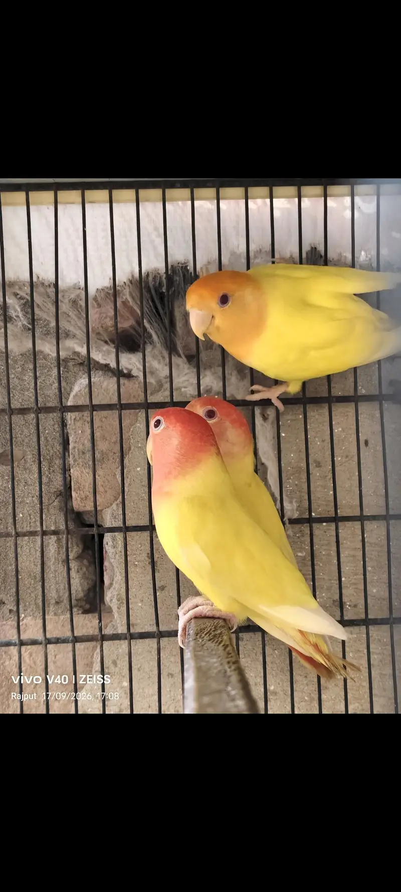 TOP QUALITY BIRDS — photo 4