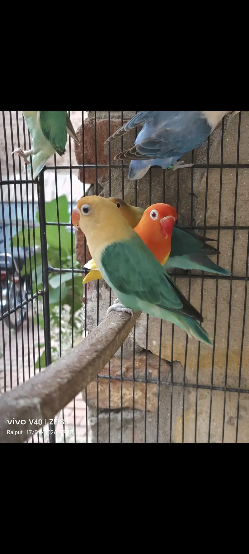 TOP QUALITY BIRDS — photo 5