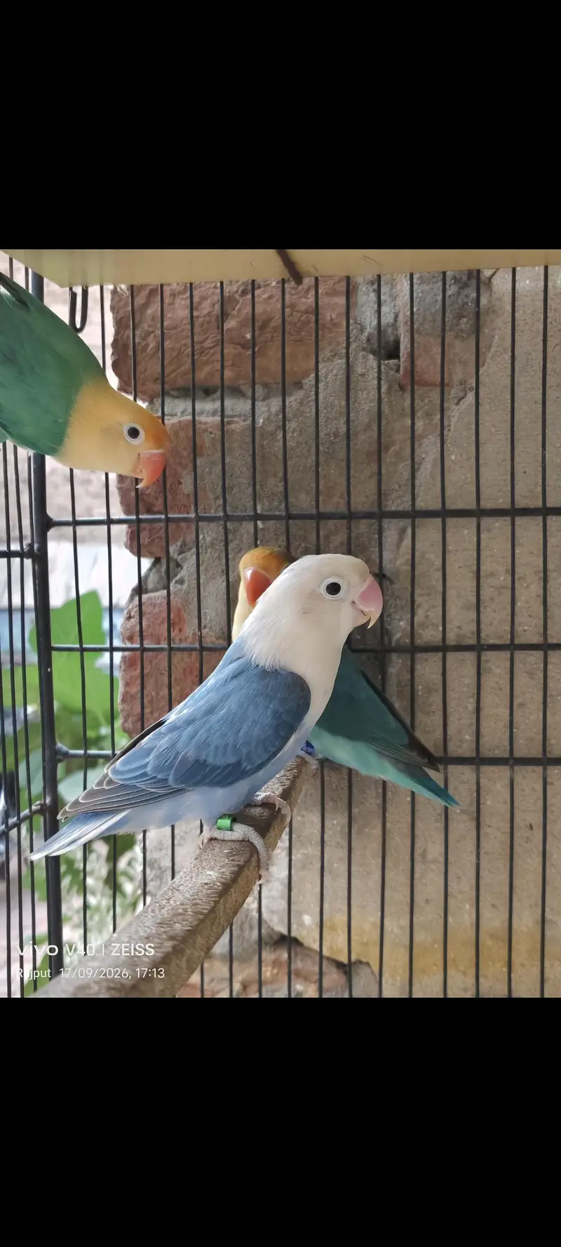 TOP QUALITY BIRDS — photo 6