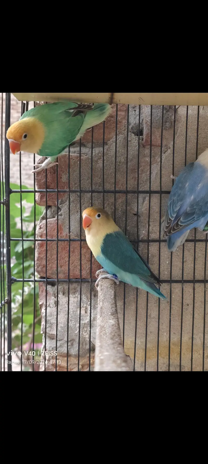 TOP QUALITY BIRDS — photo 7