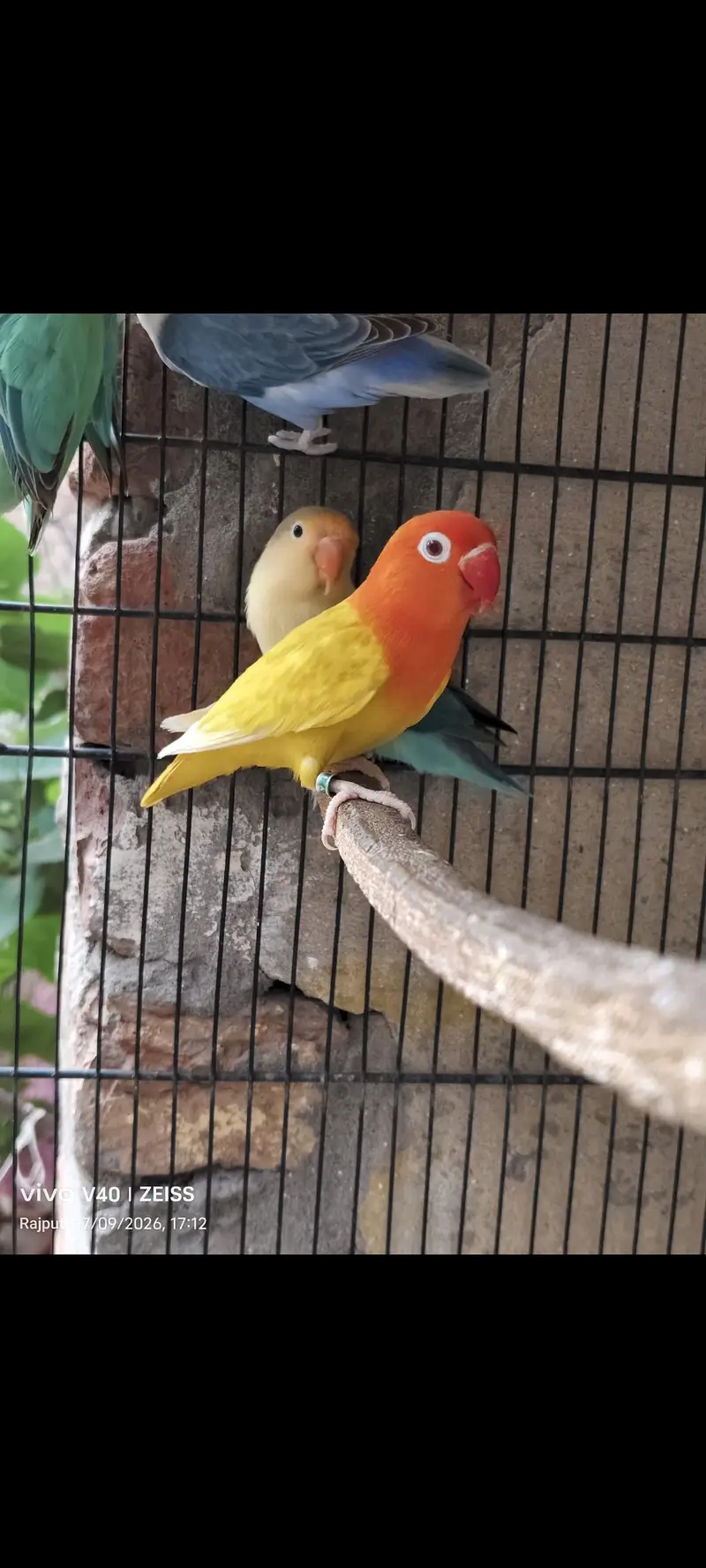 TOP QUALITY BIRDS — photo 8