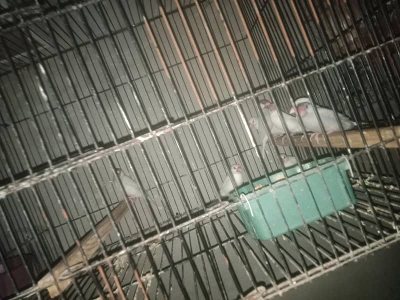 java sparrows 0