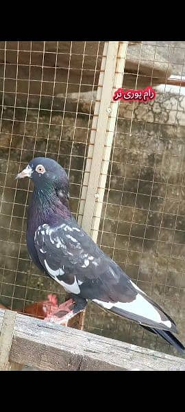 joro wale kabootar pigeon