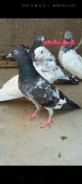 joro wale kabootar pigeon — photo 2