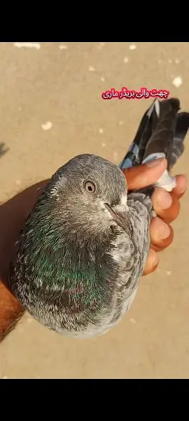 joro wale kabootar pigeon — photo 3