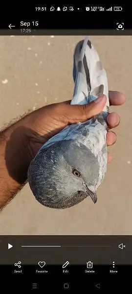 joro wale kabootar pigeon — photo 4