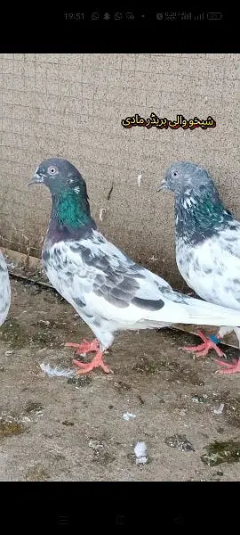 joro wale kabootar pigeon — photo 5