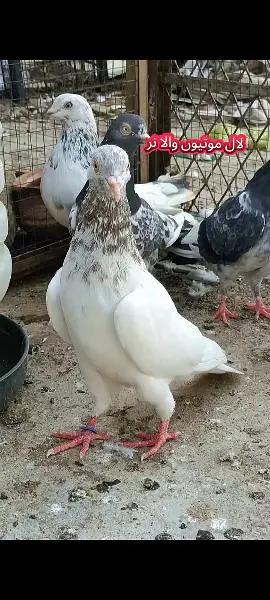 joro wale kabootar pigeon — photo 6