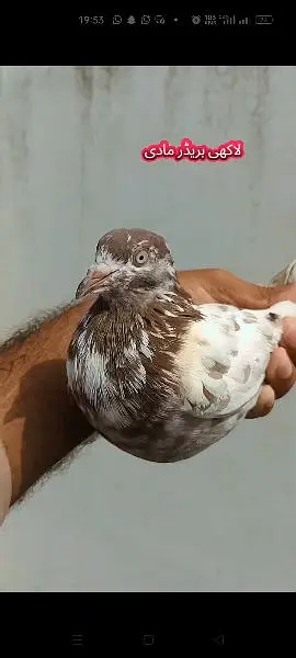 joro wale kabootar pigeon — photo 7