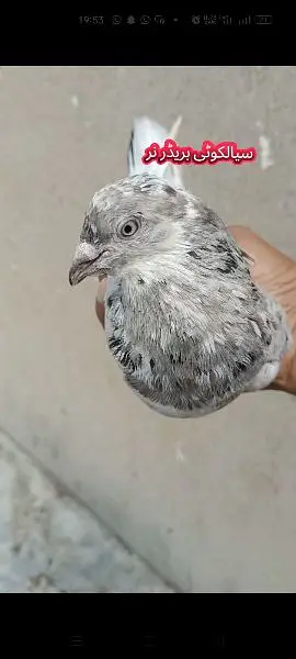 joro wale kabootar pigeon — photo 8