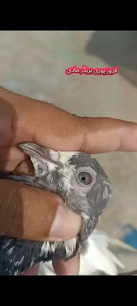 joro wale kabootar pigeon — photo 9