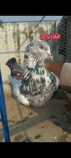 joro wale kabootar pigeon — photo 10