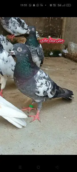 joro wale kabootar pigeon — photo 11