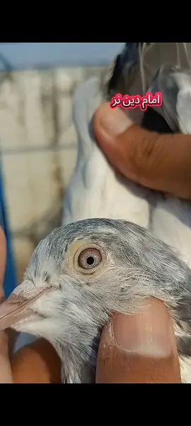 joro wale kabootar pigeon — photo 12