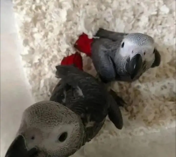 African grey parrot for sale contact me what's up 03377184191 — photo 2