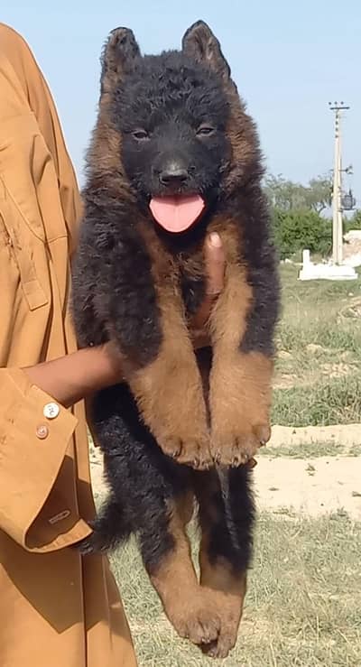 german shepherd puppies for sale