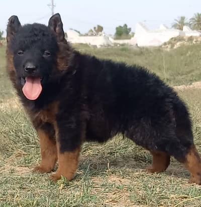 german shepherd puppies for sale