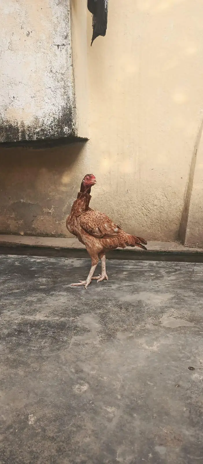 aseel madia for sale — photo 7