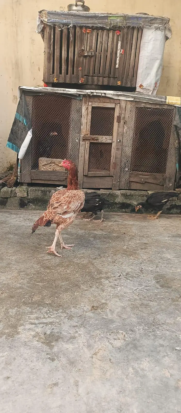 aseel madia for sale — photo 9