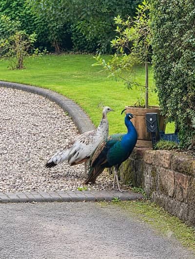 blue shoulder pair for sale