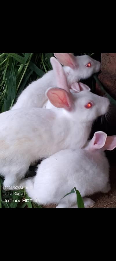 newZeland white rabbit