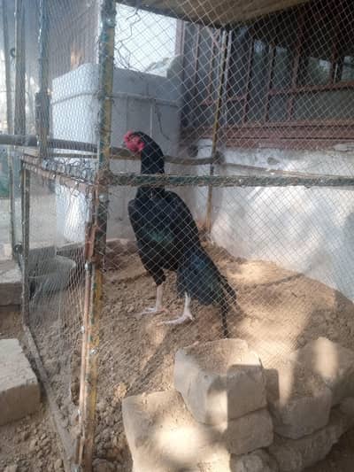 asel murga