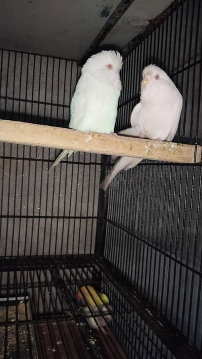 underexebition pair
