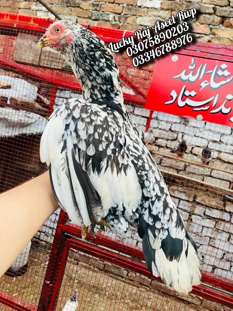 Aseel Murga — photo 3