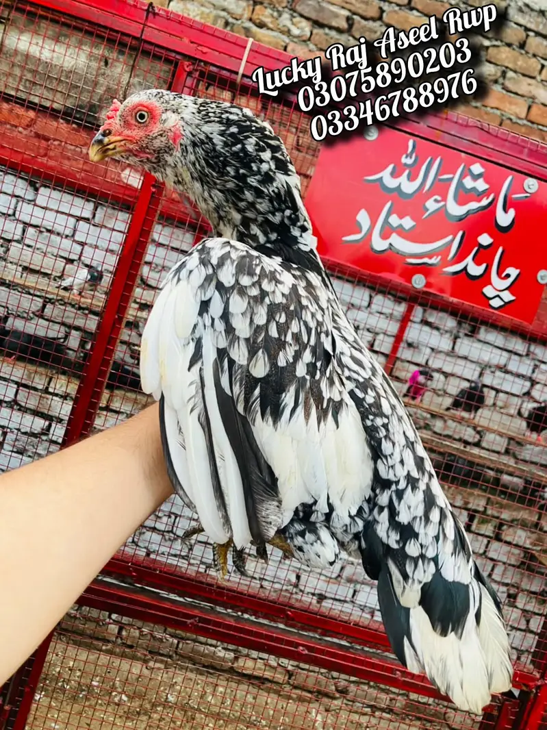 Aseel Murga — photo 5
