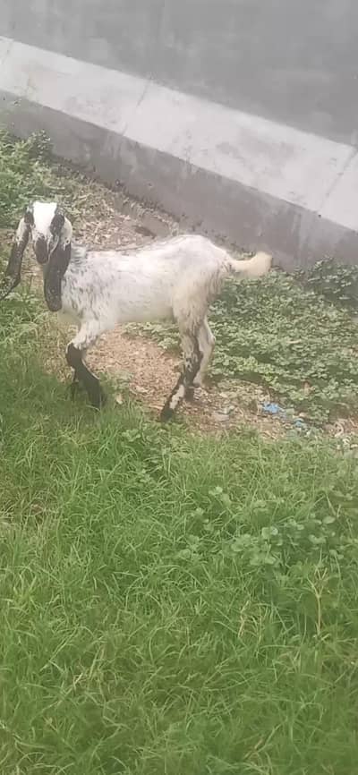 makhi cheeni male path for sale