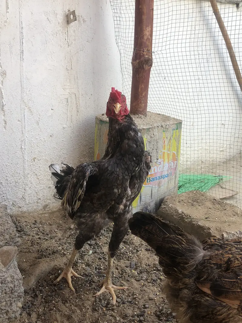 aseel or bantum cross murga — photo 3