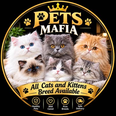 Persian Kittens | Triple Coated Kittens | Persian KIttens / Cats