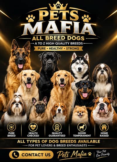 German shepherd | Husky | Shitzu | Cane Corso | All Breed Dogs / Pupps