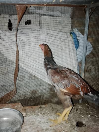 Hens Urgent for sale